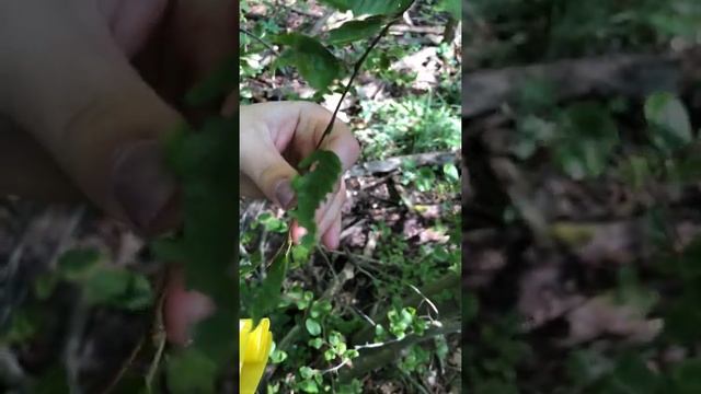 Carpinus caroliniana (Betulaceae) musclewood смотреть онлайн