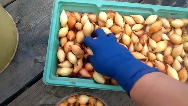 Севок против Севка! Чей Геркулес победит? смотреть онлайн