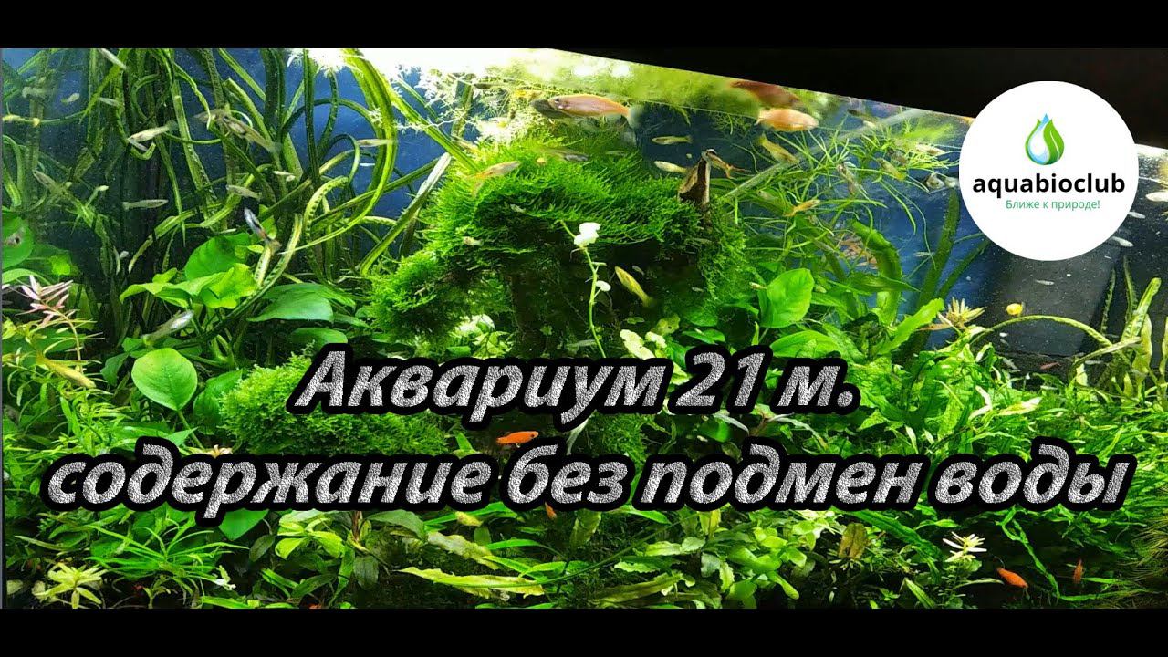 #Обзор #аквариума 70л. 21м. без подмен воды. смотреть онлайн