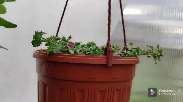 Полный обзор растений в теплице на 4.05.21г.От азарины, бакопы, петунии до редиса и шпината. смотреть онлайн