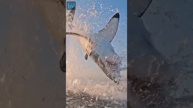 Белая акула атакует приманку смотреть онлайн