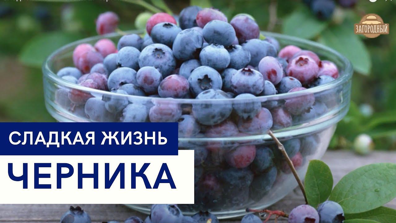 Черника \ Кныш из черники \ Рецепты варенья \ Сладкая жизнь