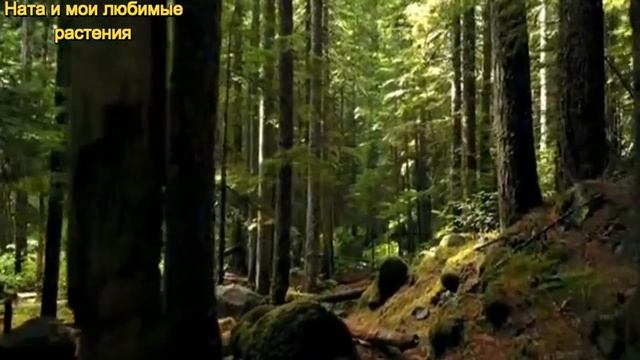 "Цветочные хотелки " : места нет , а желанные растения всегда имеются ! О каких растениях мечтаю ? смотреть онлайн