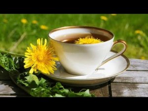 Ферментированный чай из одуванчиков,  просто и полезно для вашего здоровья