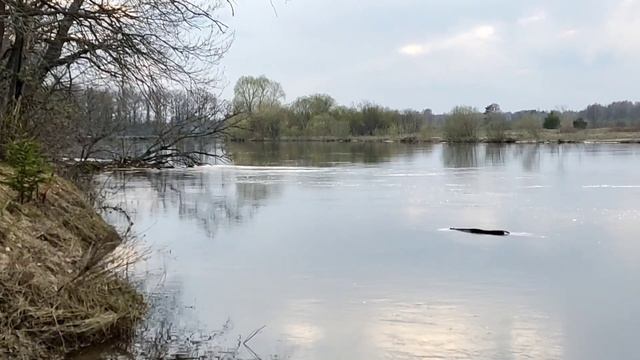 Одиночный сплав на SUP по р.Клязьме 1 мая с ночевкой. От Орехово-Зуево до Петушков. смотреть онлайн