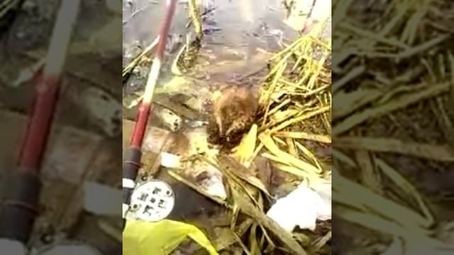 Животные и Их Секреты