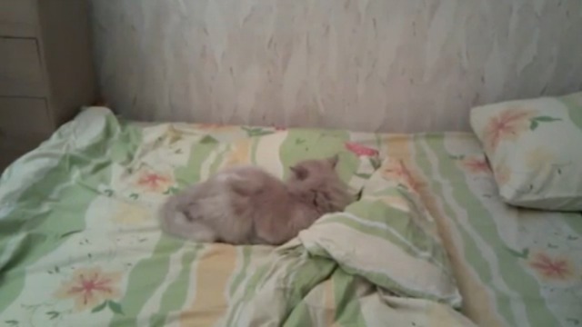 Котик охотится на хвост смотреть онлайн