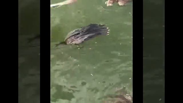 Лучшие видео приколы с черепахами