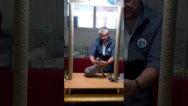 Катана экспертиза смотреть онлайн