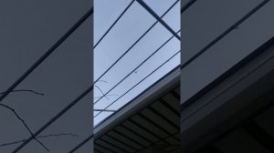 САМАРКАНДСКИЕ БОЙНЫЕ ГОЛУБИ ЧАСТЬ 5
