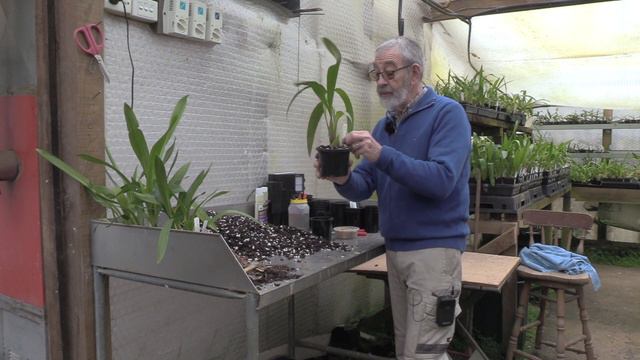 How to Care For and Repot Oncidium Orchids - Potting Mix, Fertiliser, Watering, Diseases and Pests смотреть онлайн