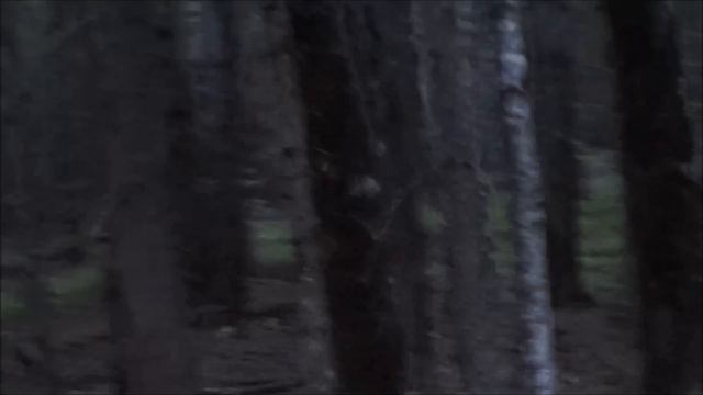 Заяц - дорожник и русская гончая Сигнал (Плакуня) вл. Шатров В.А.