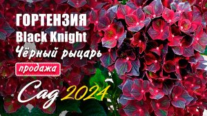 Гортензия крупнолистная Чёрный рыцарь (Black Knight). Продажа саженцев
