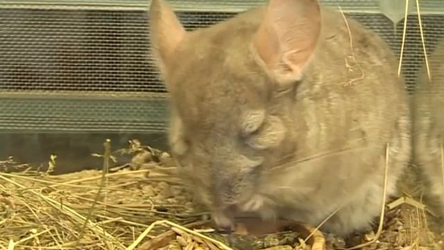 Прикол с животными смотреть онлайн