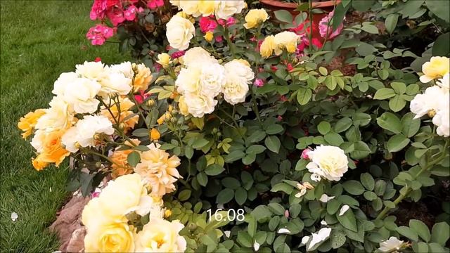 31 октября. Выпал снег! Розы не укрыты! Что делать, как укрывать? смотреть онлайн