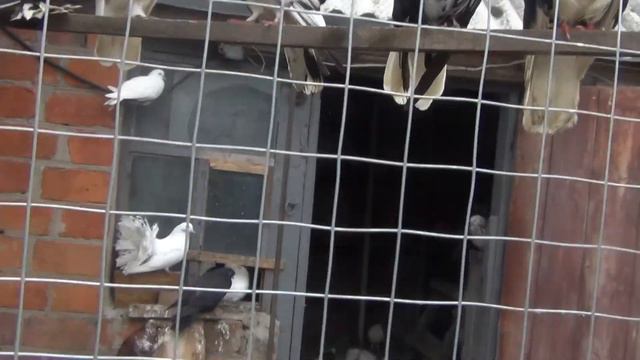 Породистые красивые голуби из частной голубятни/Харьков смотреть онлайн
