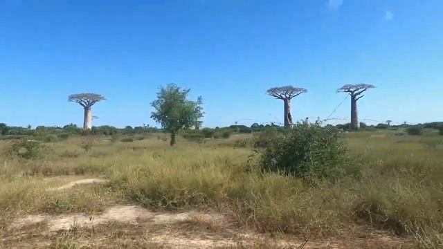 Мадагаскар: Сокровищница биоразнообразия, лемуров и удивительных пейзажей смотреть онлайн