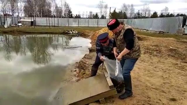 Зеркальный карп для своего пруда смотреть онлайн