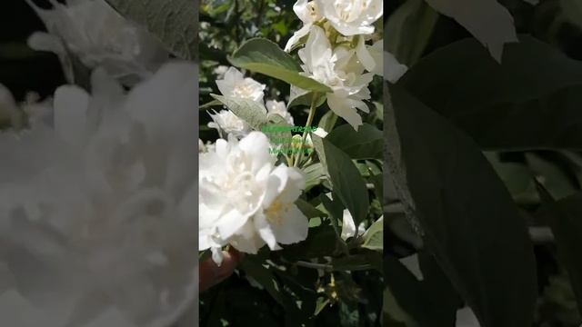 Мой Любимый Сад - Чубушник (Жасмин) Дам Бланш. смотреть онлайн