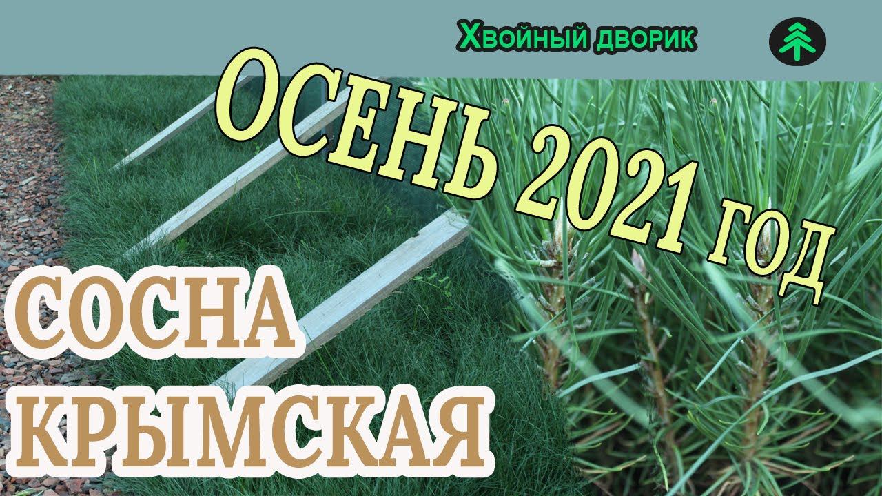 Сосна крымская Обзор интернет-магазина питомника "Хвойный дворик" смотреть онлайн