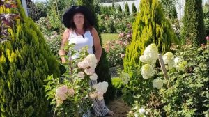 Гортензия метельчатая: сорта для начинающих садоводов | Гортензии метельчатые: неприхотливые сорта