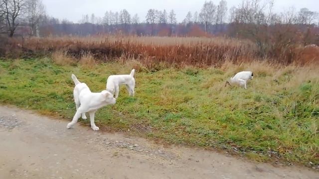 Среднеазиатские овчарки смотреть онлайн