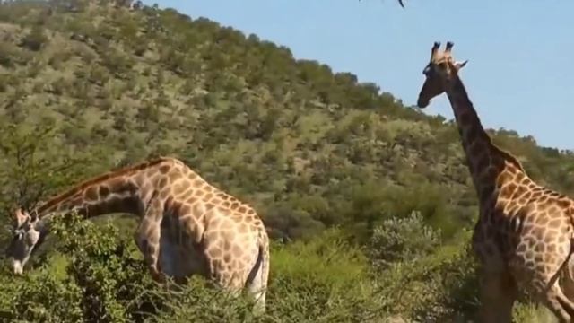 Som dos animais - Girafa - som da Girafa смотреть онлайн