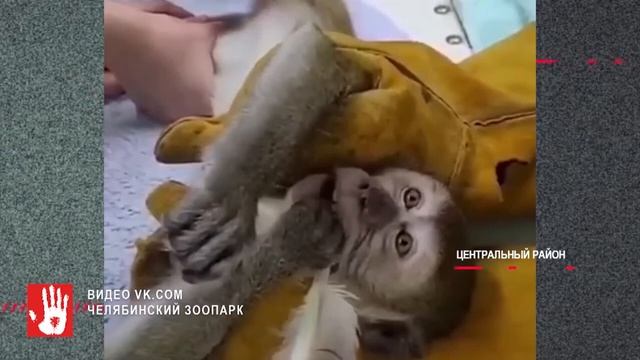 Ветеринары назначили яванской макаке курс массажа