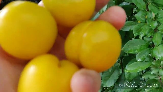 Сорт диплоидной сливы Лодва смотреть онлайн