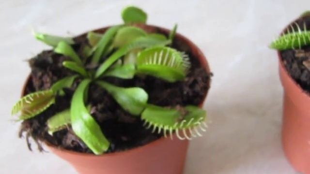 Кормление венериной мухоловки смотреть онлайн