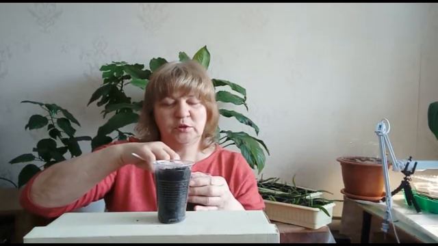 выращиваю томаты для раннего урожая смотреть онлайн