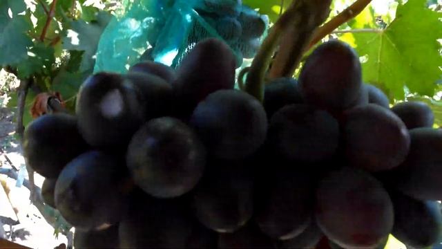 Виноград кишмиш-гигант : Сказка и Лорд . смотреть онлайн