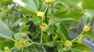 Как и Когда цветёт и плодоносит  Унаби