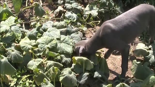 Elessar iz Ozherelia 2 смотреть онлайн