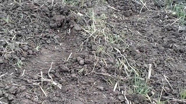 воздушка чеснок любаша удобрение и прополка 17 04 18 смотреть онлайн