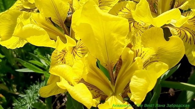 Цветник из тюльпанов, ирисов, незабудок... смотреть онлайн