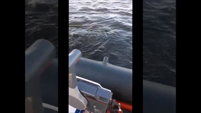 Супер перемёт на сома(улов) смотреть онлайн