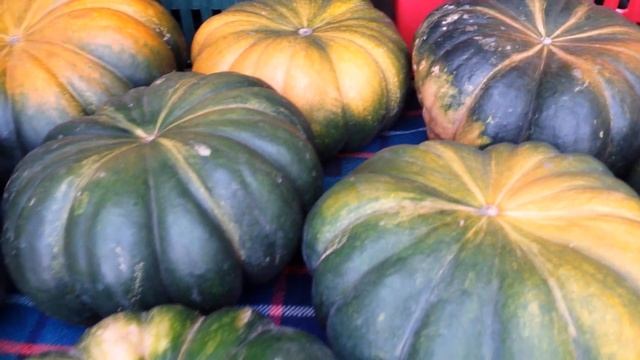 Вечерний обход. Вся надежда на тыкву! смотреть онлайн