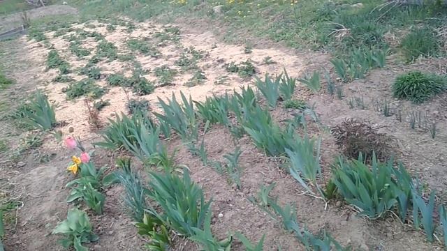 дача: клубничная грядка в опилках. цветник. сад смотреть онлайн