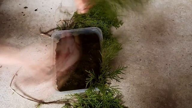 Туя своими руками / Как укоренить черенки Туи смотреть онлайн
