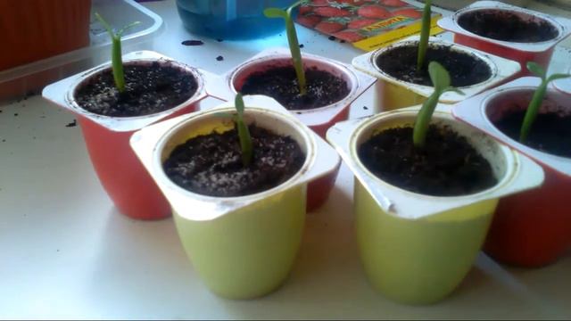 Адениум инструкция по посадке смотреть онлайн