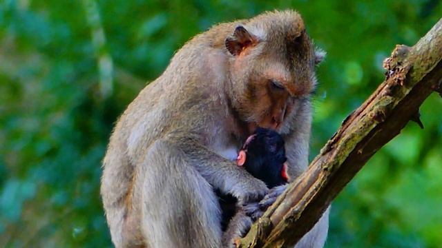 Congratulations!! Monkey April Giving Birth To Lovely Baby Monkey. смотреть онлайн