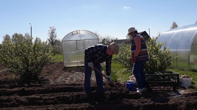 Садим картошку по старинке 2018(осенью копаем 540кг с сотки) смотреть онлайн