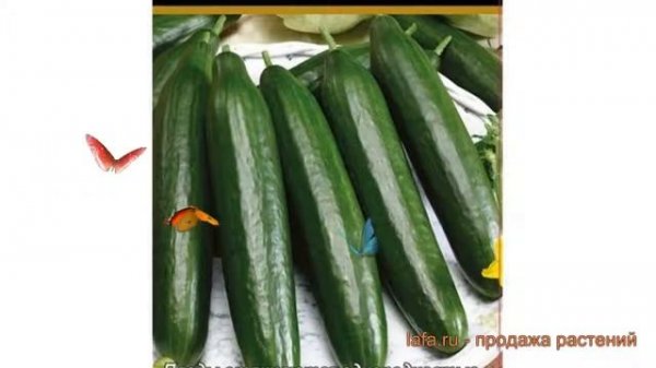 Огурец обыкновенный Форвард F1 (forvard f1) ? Форвард F1 обзор: как сажать, семена огурца Форвард F