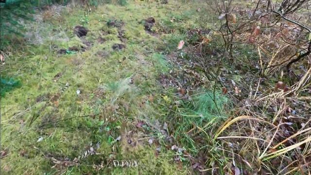 ОСТАННІ БІЛІ ГРИБИ В КАРПАТАХ ЦЬОГО РОКУ. МАЙЖЕ ЛИСТОПАД. ГРИБИ ВЕЛЕТНІ. 4K смотреть онлайн