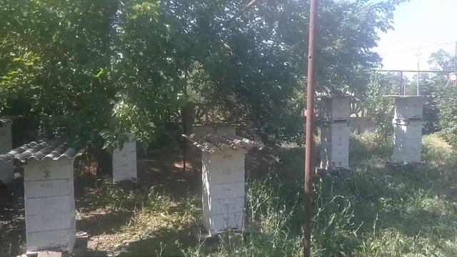 Идет "мега взяток" с гибридного подсолнуха.Не успеваю накидывать магазины под товарный мед ? смотреть онлайн