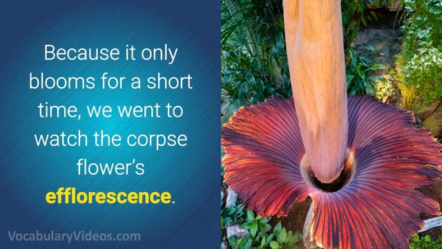 🌸 Learn English Words - EFFLORESCENCE - Meaning, Vocabulary with Pictures and Examples смотреть онлайн