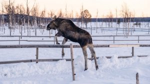 В югорском интернете показали, как лось сбрасывает рога