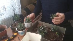 Хавортия Полосатая - как разделить и пересадить