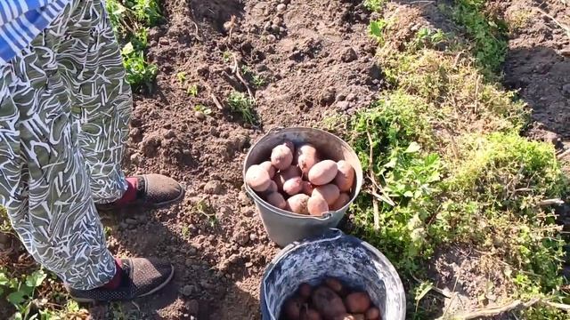 Битва за урожай.Копаем картошку. смотреть онлайн